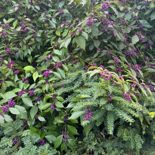 thumbnail for publication: Callicarpa japonica: Japanese Beautyberry